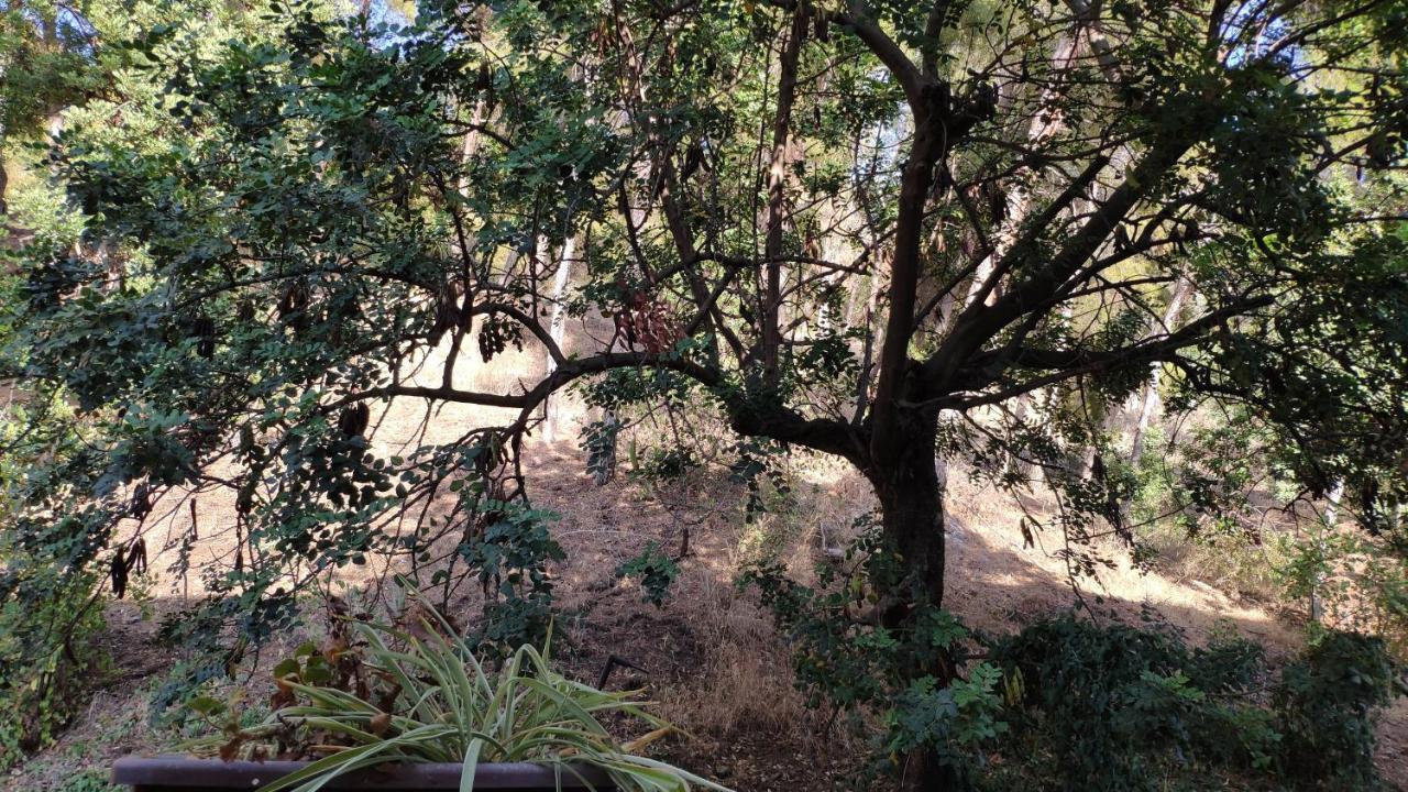 Fabulosa Casa Del Arbol Málaga Exterior foto